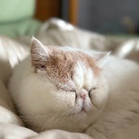 アンドレさんのプロフィールアイコン