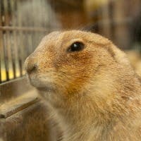 ぴかんちゅさんのプロフィールアイコン