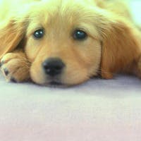 ICHITAROさんのプロフィールアイコン