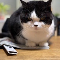 tomo1さんのプロフィールアイコン