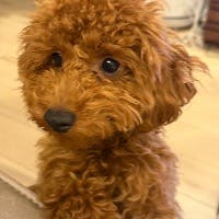 secchiさんのプロフィールアイコン