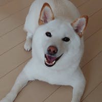 クルドアさんのプロフィールアイコン