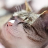 azukiさんのプロフィールアイコン