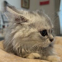 りゅうさんのプロフィールアイコン