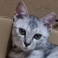 rhasaさんのプロフィールアイコン