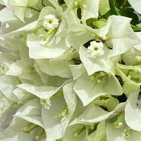 白い脳さんのプロフィールアイコン