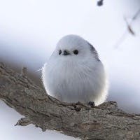 kirariさんのプロフィールアイコン