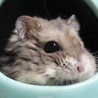ささまみさんのプロフィールアイコン