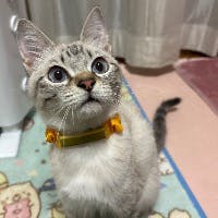 恩田麻里子さんのプロフィールアイコン