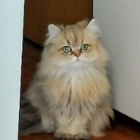 ぺるさんのプロフィールアイコン