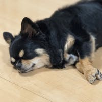 小鳥遊つばささんのプロフィールアイコン
