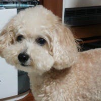 Leoさんのプロフィールアイコン