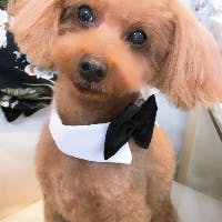 トッシーさんのプロフィールアイコン
