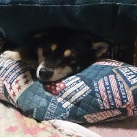 小春ひなたさんのプロフィールアイコン