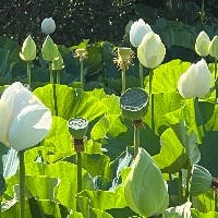 花霞さんのプロフィールアイコン
