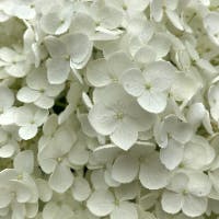 Risaさんのプロフィールアイコン