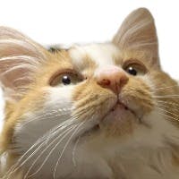 おじさんセッツさんのプロフィールアイコン