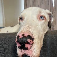 シュネさんのプロフィールアイコン
