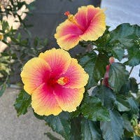 Platzさんのプロフィールアイコン