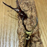 ぐっちさんのプロフィールアイコン