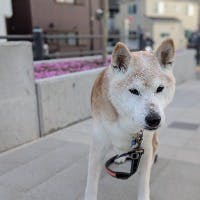 MACHIさんのプロフィールアイコン