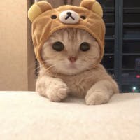 照井栄一さんのプロフィールアイコン