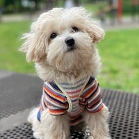 SARAさんのプロフィールアイコン
