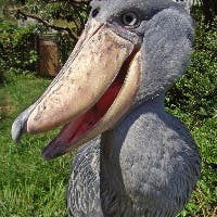 ごまビロ　ゆきのんさんのプロフィールアイコン