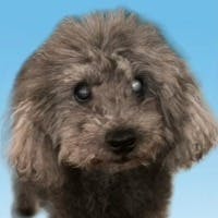 しゅんすけさんのプロフィールアイコン