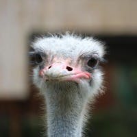 SAさんのプロフィールアイコン