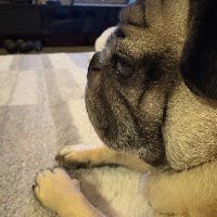 ゆもまぱぱさんのプロフィールアイコン