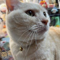 よもるなさんのプロフィールアイコン