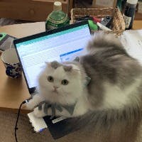 hirameさんのプロフィールアイコン