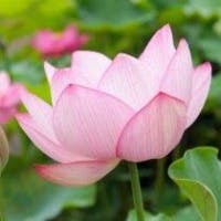 磯貝恭子さんのプロフィールアイコン