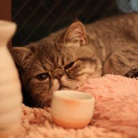 芝田 清子さんのプロフィールアイコン