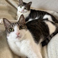にゃんずさんのプロフィールアイコン