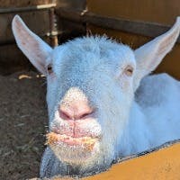 ヤギオさんのプロフィールアイコン