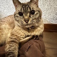 まつもとやさんのプロフィールアイコン