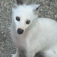 koechiさんのプロフィールアイコン