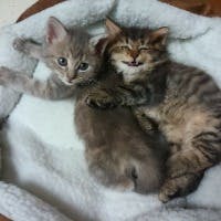 きなこさんさんのプロフィールアイコン