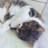 ねこま小石川さんのプロフィールアイコン