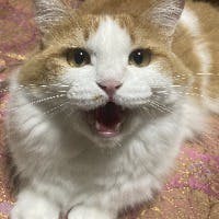 Masatoshi Otaさんのプロフィールアイコン
