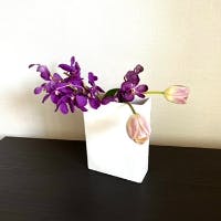 imugemaさんのプロフィールアイコン