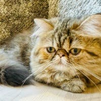 Lumさんのプロフィールアイコン