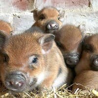 Ko Nosakaさんのプロフィールアイコン