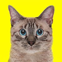 のんのんさんのプロフィールアイコン