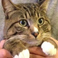 odonariさんのプロフィールアイコン