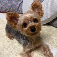 Saoriさんのプロフィールアイコン