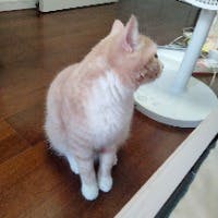 春ピロさんのプロフィールアイコン