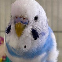 むきおうさんのプロフィールアイコン